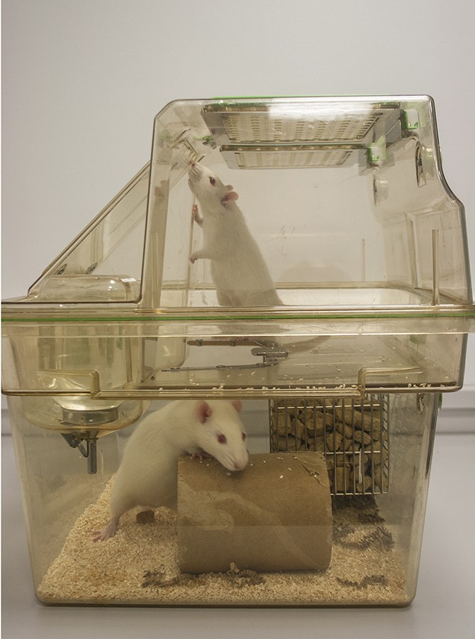 Two rats in a double decker cage that allows them the height to rear up naturally. One white rat can be seen facing the camera on the lower level, climbing over a cardboard tube (enrichment). A second white rat can be seen rearing up to explore the top of the cage towards the back of the cage.