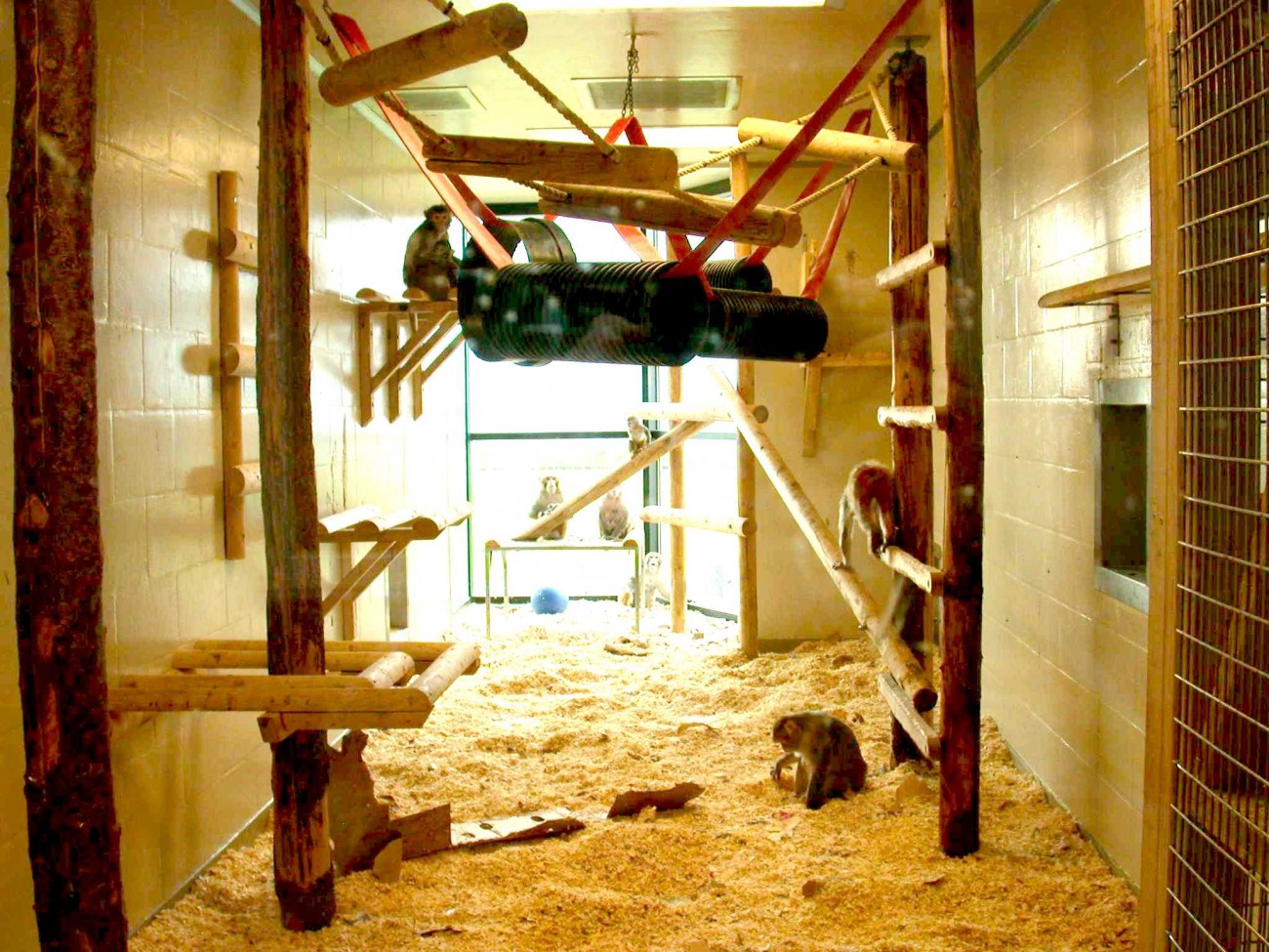A large room housing a breeding group of rhesus macaques. In the background is a floor-to-ceiling height bay window, letting lots of natural light into the room. The floor is covered in a deep layer of wood shavings, with one monkey on the floor foraging for scattered food. Wooden ladders, platforms and shelves fill the walls and room space, some of which have monkeys resting on them. Suspended from the ceiling are swings made from wood and ropes, and from plastic barrels and firehoses.