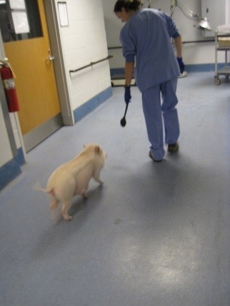 A pig in a laboratory corridoor with a trainer. The trainer is holding a moving target which the pig has been trained to follow.