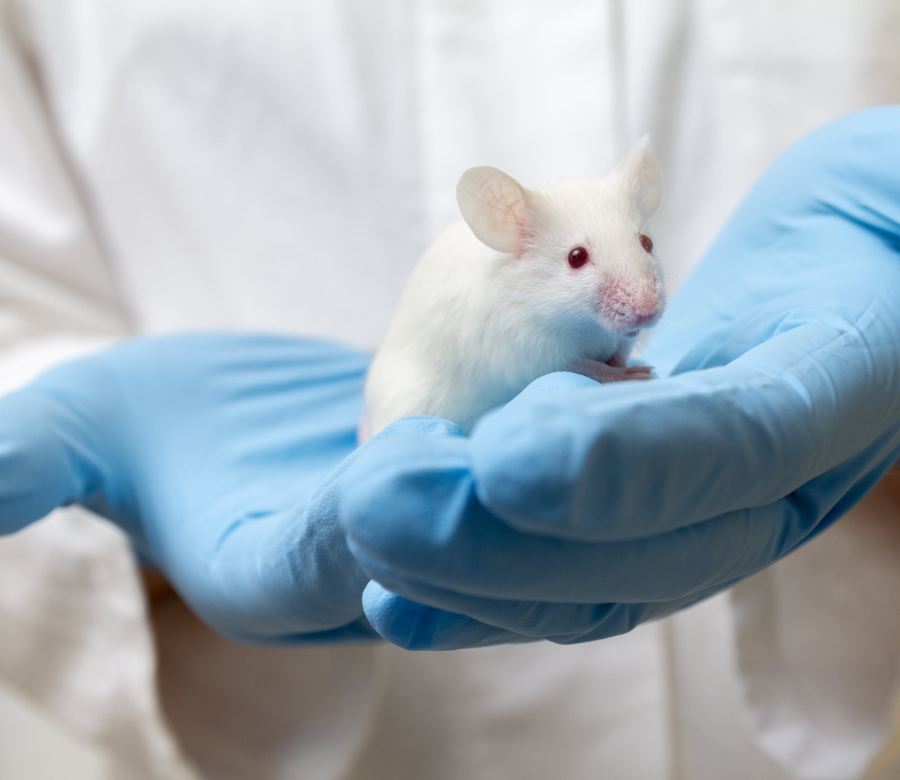 A white mouse on a technician's gloved hands