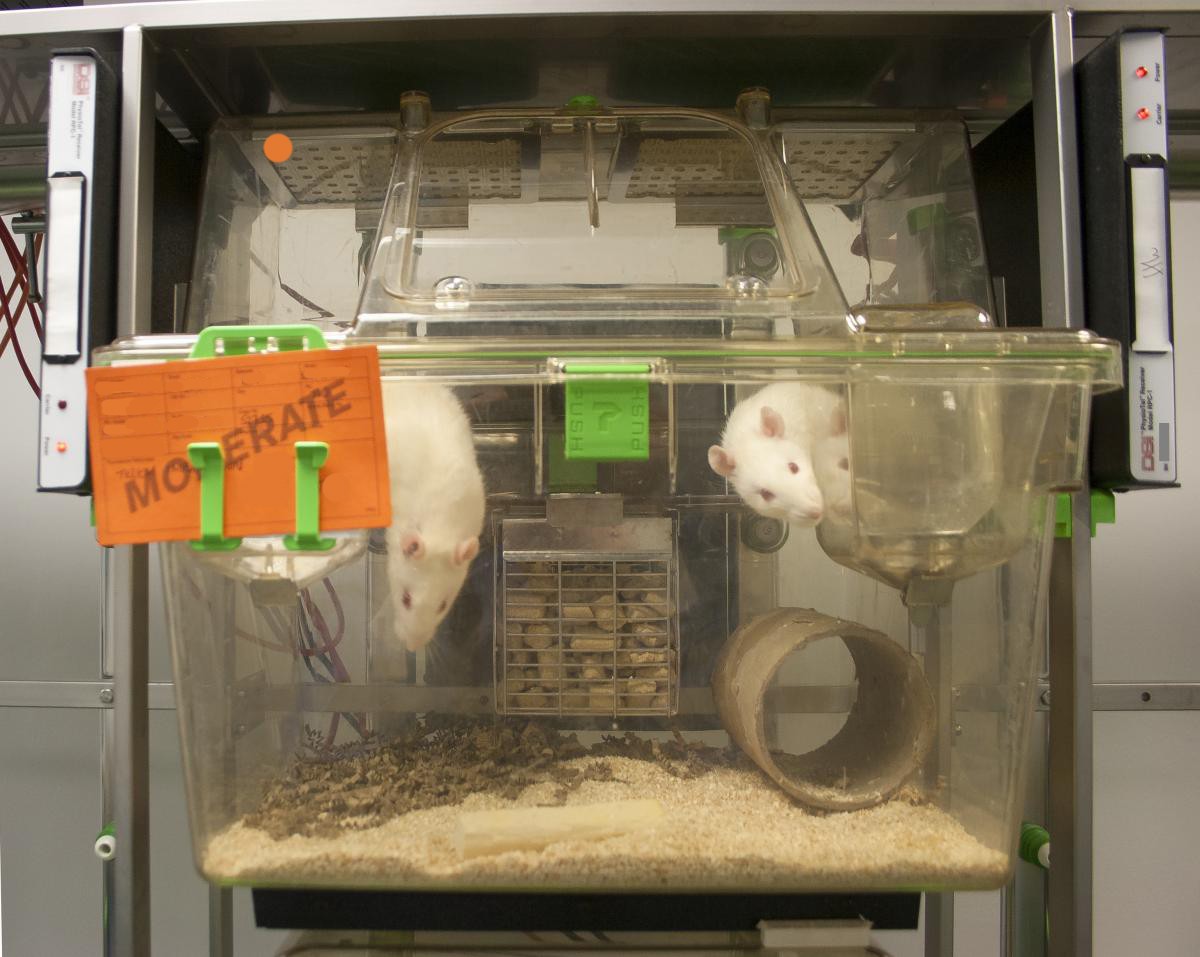 Two white rats sit in a plastic IVC rat cage. Both are facing towards the camera. You can see a carboard tube (enrichment) towards the bottom right of the cage and a wire food hopper full of pellets in the middle back of the photo. There is an orange card pinned to the front where details of the animals can be recorded, the word moderate can be seen in caps stamped across the card.