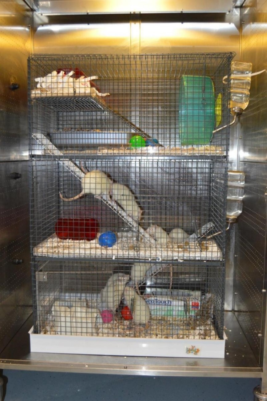 A tall cage which has been used to create a rat playpen. There are three different tiers with ladders to allow the rats to climb up between each one. A number of white rats can be seen moving between the different levels. Enrichment and play objects are available on each level including an cardboard box that used to hold laboratory gloves, coloured balls, tubes, a wheel and a raised platform on the top level with some bedding material.