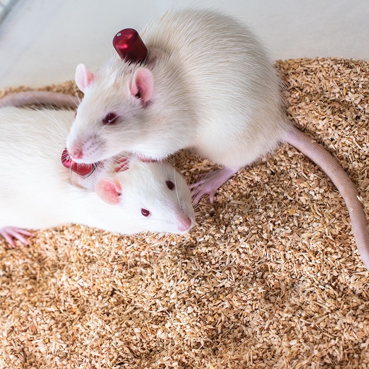 Two group housed rats that have been implanted with transcutaneous skin buttons