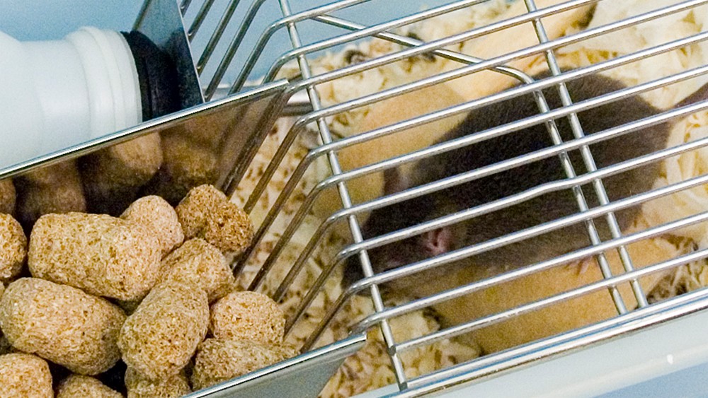 Mouse in a standard cage next to some food pellets