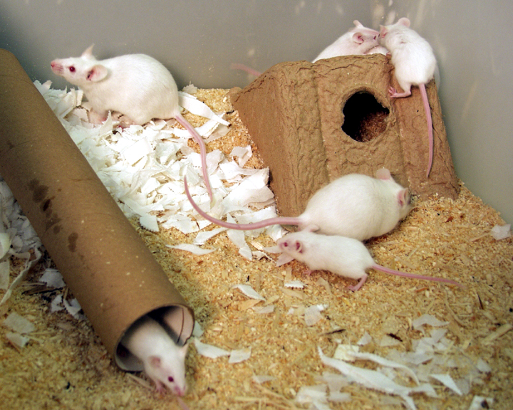 Colony of white mice in their home cage