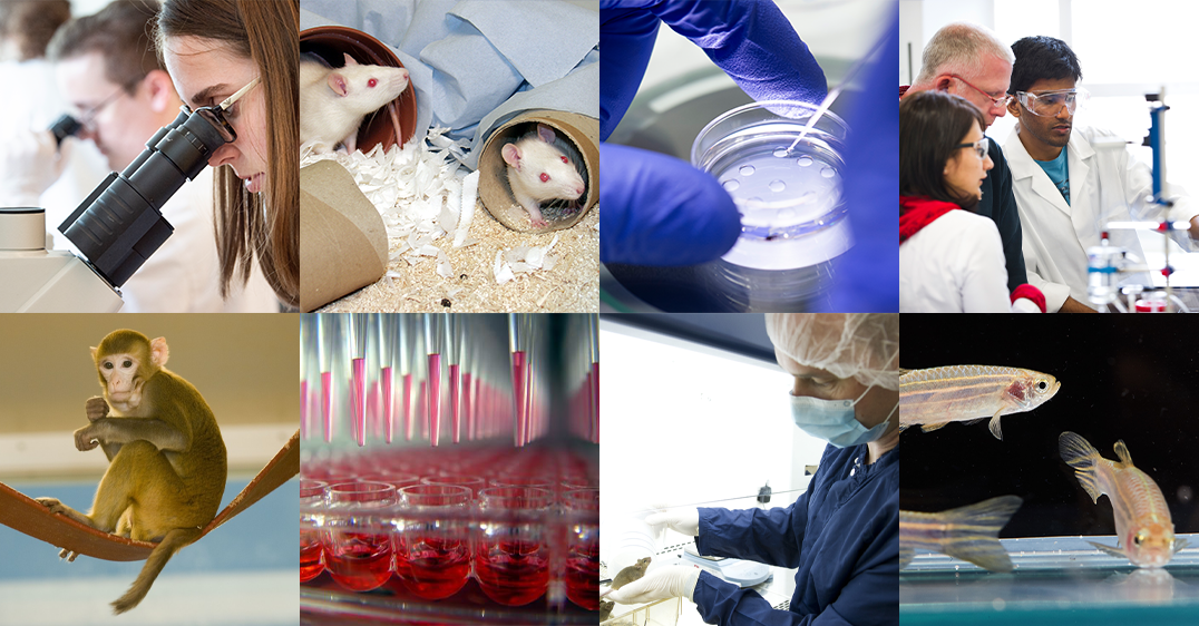 A collage of images to illustrate the work that the NC3Rs does. From top left to bottom right: A scientist in a white coat looks down a microscope, two white rats sit in cardboard tubes, a cell plate, researchers standing around some equipment, a macaque sits on a swing, well plate with pink fluid, a technician moving animals between cages and a zebrafish tank showing three partial zebrafish swimming.