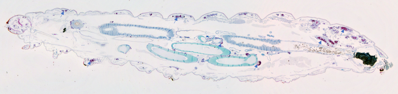 A longitudinal section of a whole Galleria larva stained to reveal granuloma-like structures formed throughout the larva.