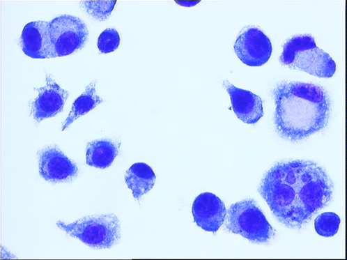 Histological staining of MPI macrophages