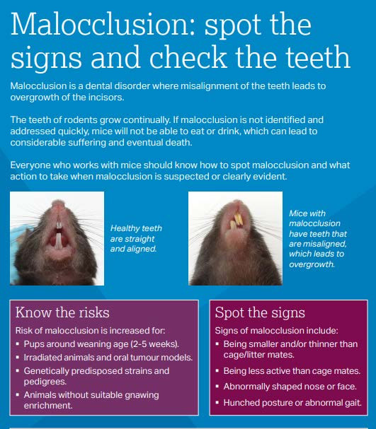A cropped version of the NC3Rs Malocclusion in mice poster showing the warning signs of malocclusion and the welfare issues this can cause.
