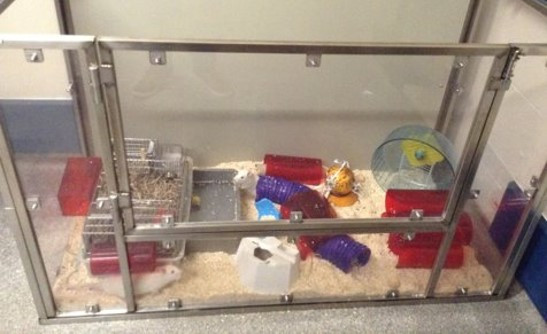 Rats in a playpen with a running wheel, tunnels and other enrichment items