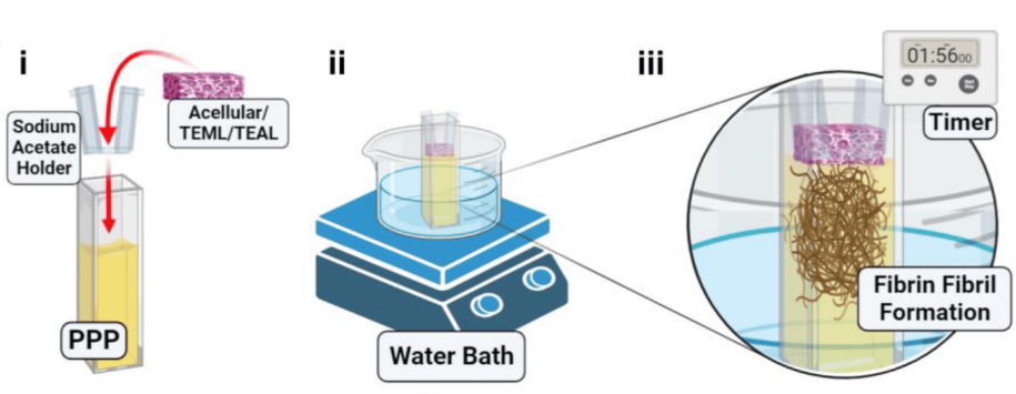Three part schematic of a tissue-engineered medial layer hydrogel triggering blood coagulation i) Hydrogel or acellular control placed onto sodium acetate frames and placed into contact with the surface of prewarmed, recalcified human platelet-poor plasma (PPP). (ii) The sample is kept warm in a 37 °C water bath. (iii) The time taken between TEML contact with PPP and fibrin formation is recorded. 