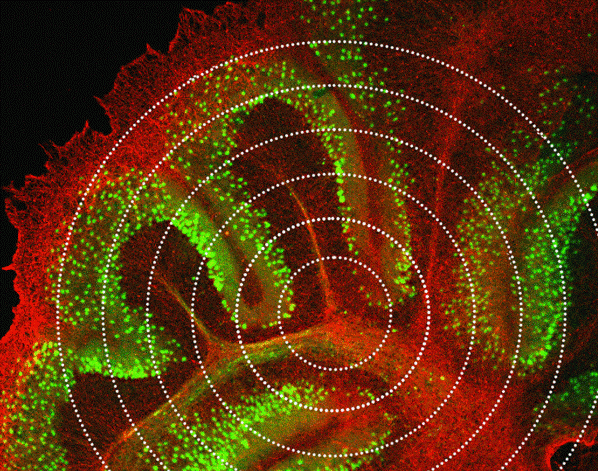 Brain tissue slice as see under the microscope.