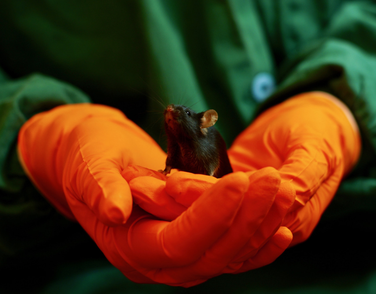 Black mouse held in cupped hands wearing orange gloves.