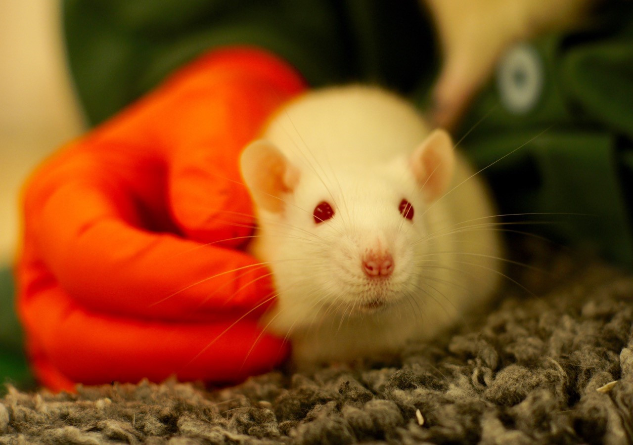 A white rat sitting in a relaxed position on fleecy bedding.