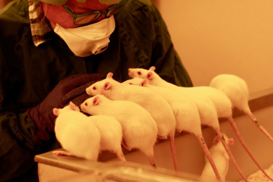 Eight white rats in a line approaching a handler.
