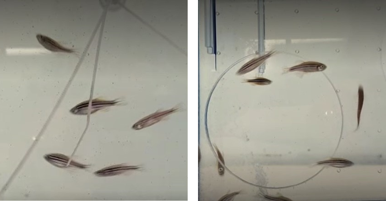 Zebrafish swimming in an enriched tank.