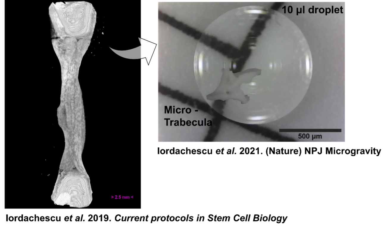 Left: Original organotypic bone model formed from seeding osteoprogenitor cells into a fibrin gel cast between two ceramic anchors. Right: An adapted, miniaturised bone model (organoid) consisting of a trabecular bone fragment (micro-trabecula) which contains osteoblastic, osteoclastic and osteocytic cells.