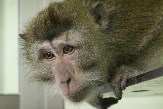 Non-human primate welfare meeting | NC3Rs
