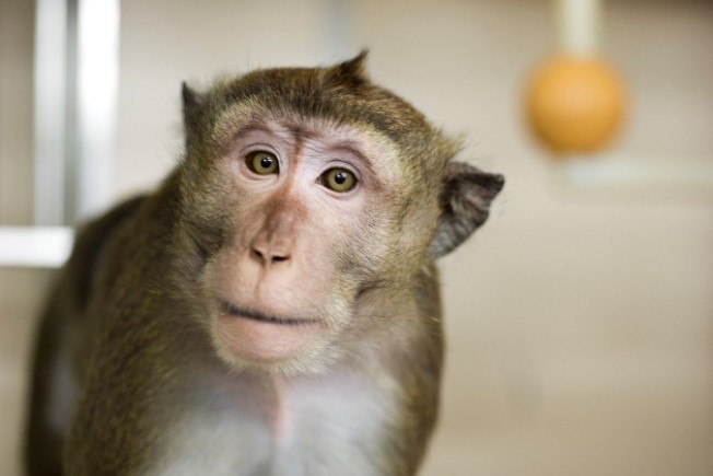 Cynomolgus macaque looking at the camera with a plastic swing in the background