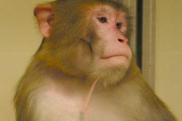 A macaque looking to the side