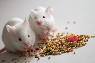 White mice eating seeds