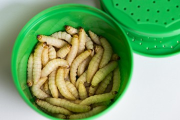 Galleria mellonella larvaes in a green tub 