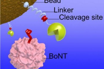 A graphic showing a bead, linker, cleavage site and bont