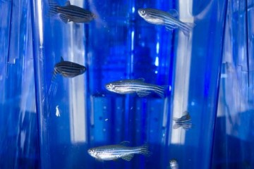 Six zebrafish in a tank