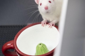 A white mouse with front feet on a tea cup 