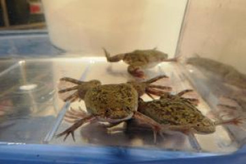Three frogs on top a container
