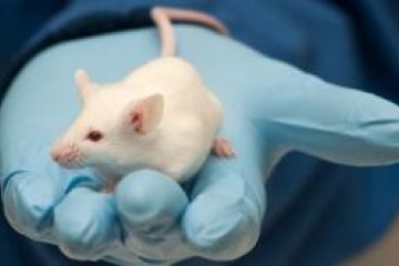 a white mouse in an open, gloved hand
