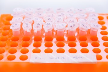 An orange Eppendorf rack partly full of PCR tubes.