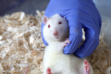 A white rat in a clear plastic cage with wooden shavings, being tickled by a gloved hand.