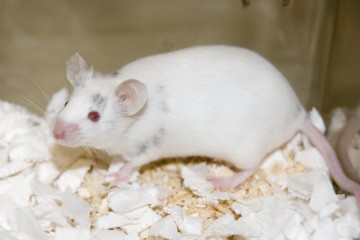 Rat with white fur and red eyes sitting in the corner of a cage. Sawdust and shredded tissue can be seen on the cage floor.
