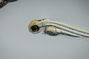 Zebrafish embryo