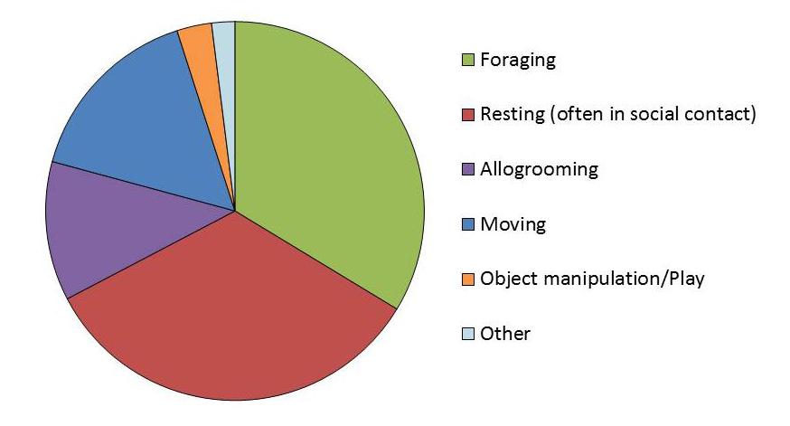A pie chart showing rhesus macaque time budgets; they spend the majority of the time foraging and resting (often in social contact).