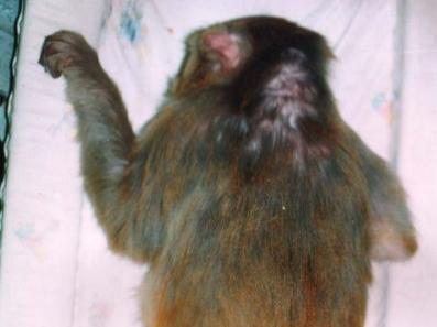 An example of an alopecia score of 2. The monkey is lying prone, there are few small patches of alopecia
