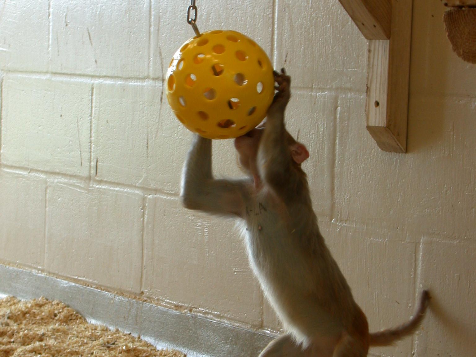 A macaque works on a puzzle feeder that is a ball suspended in the air with small holes in it for macaques to retrieve treats from.JPG 