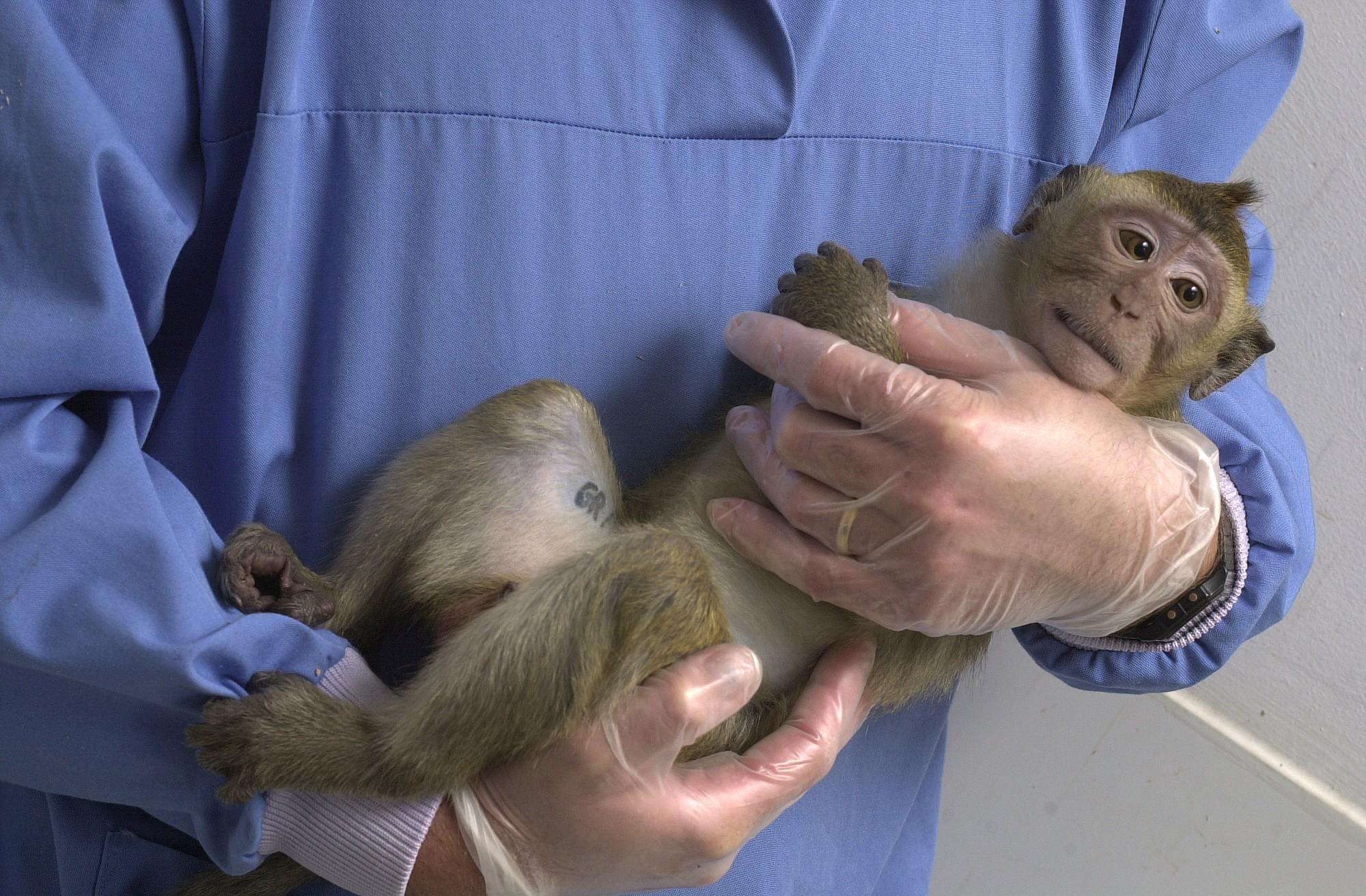 A macaque being cradled by an animal technician. Cradling the animal and talking softly provides some comfort during handling. One arm supports the animal’s weight and the other safely immobilises the animal, holding it close to the body. This macaque is habituated to human contact and remains calm enough to be handled with light gloves. The tense mouth indicates some tension, so handling time is minimised.