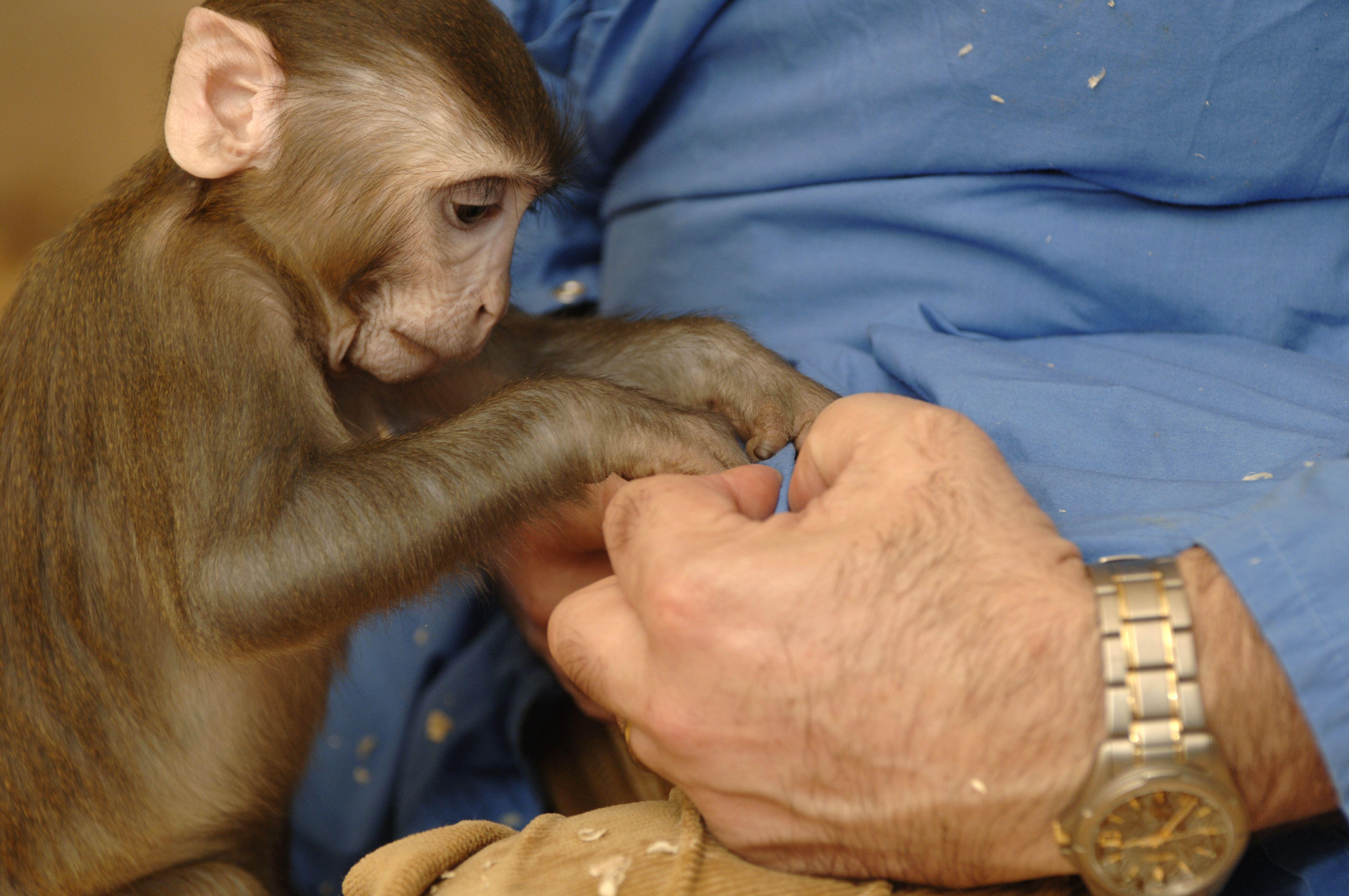 An infant rhesus macaque retrieving food from a technicians closed hand