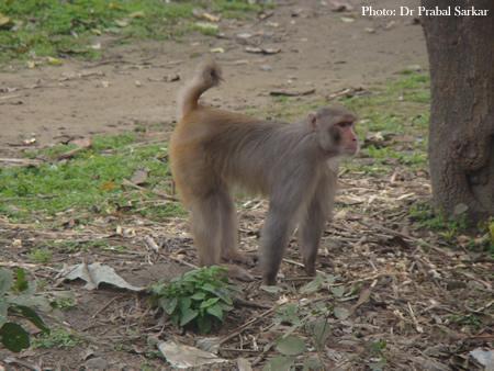 A rhesus macaques standing with it's tail stiff in an up-right position to display dominance