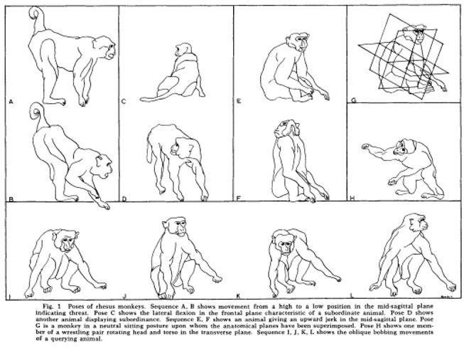 A diagram showing various postures of rhesus macaques