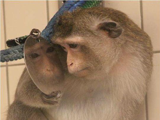 A macaque using a mirror and avoiding eye contact