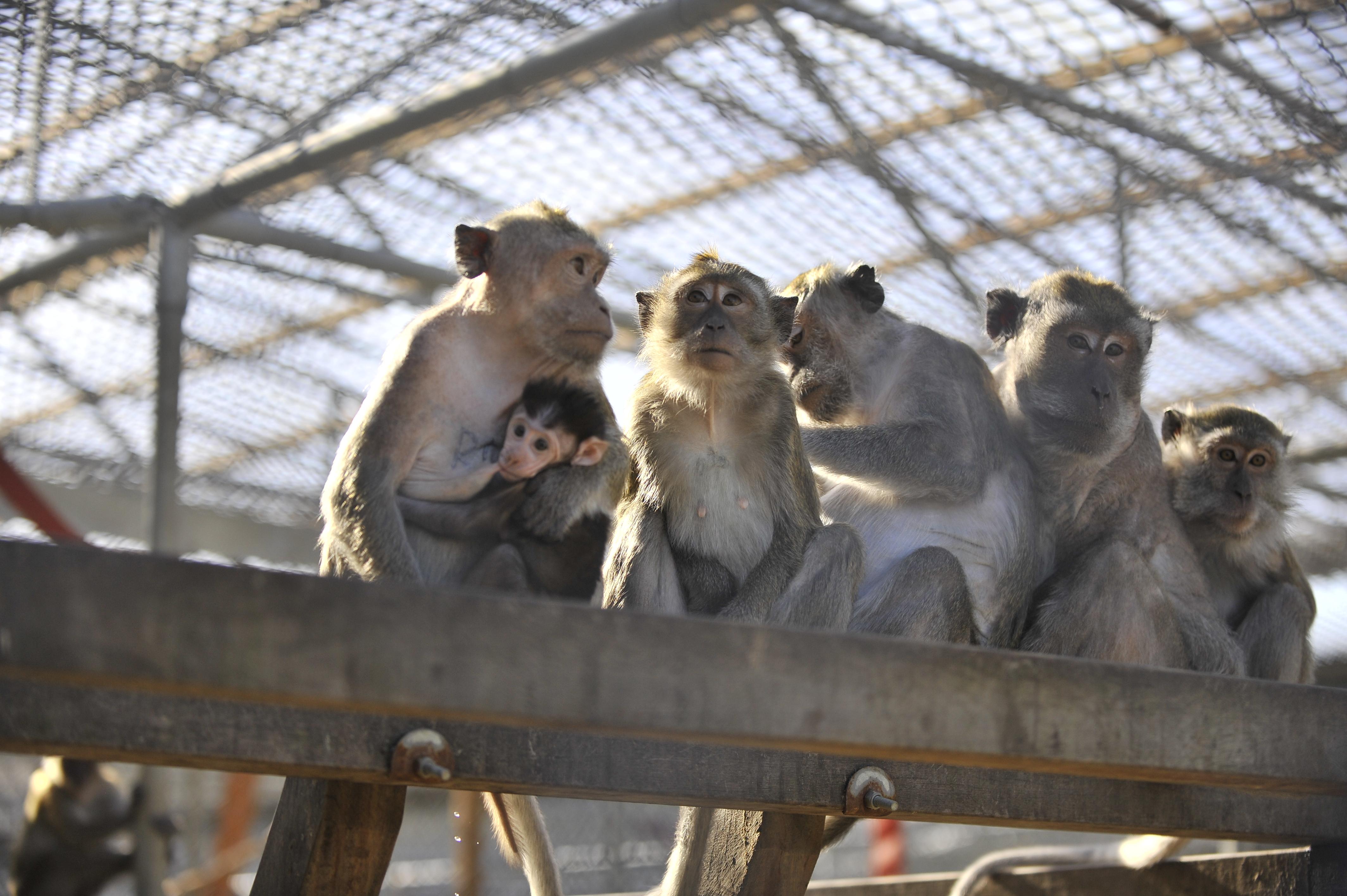  A group of macaques, including an infant, huddle together on a shelf in their outdoor enclosure