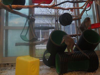 Two cynomolgus macaques explore the various structures in their enclosure