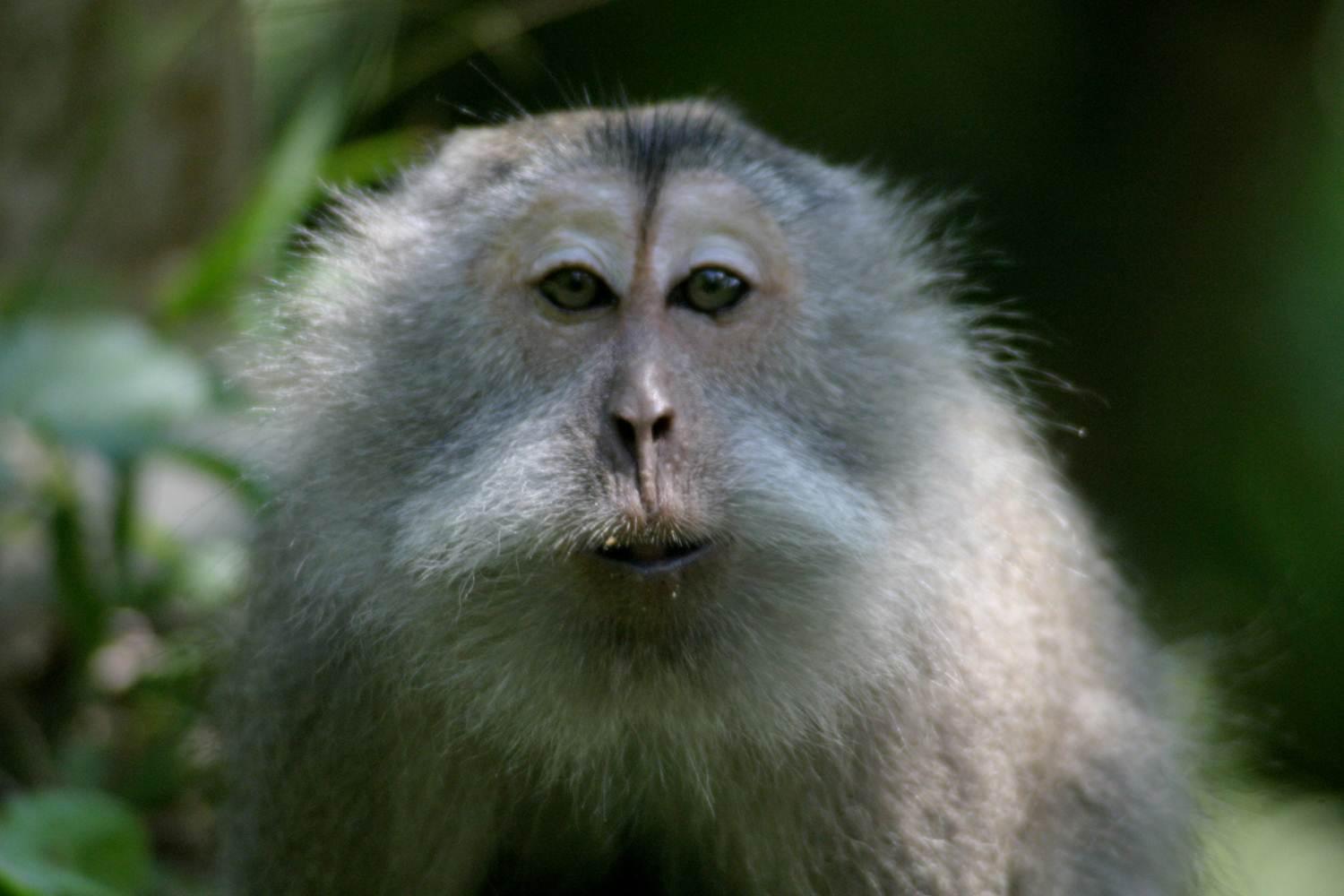 A cynomolgus macaque showing an affiliative face, with ears and brow drawn back, eyes looking at the interactant and mouth puckered.