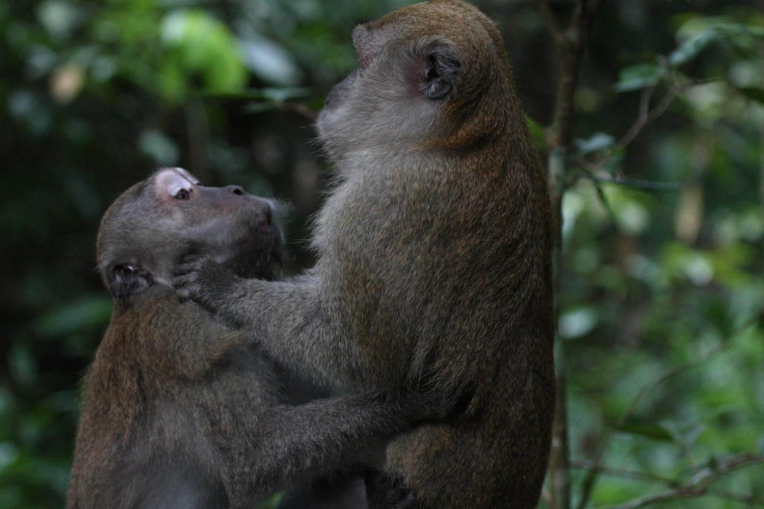 During affiliative contact, a cynomolgus macaque lip smacks to maintain peaceful contact; his companion lip smacks in return to confirm affiliation. 
