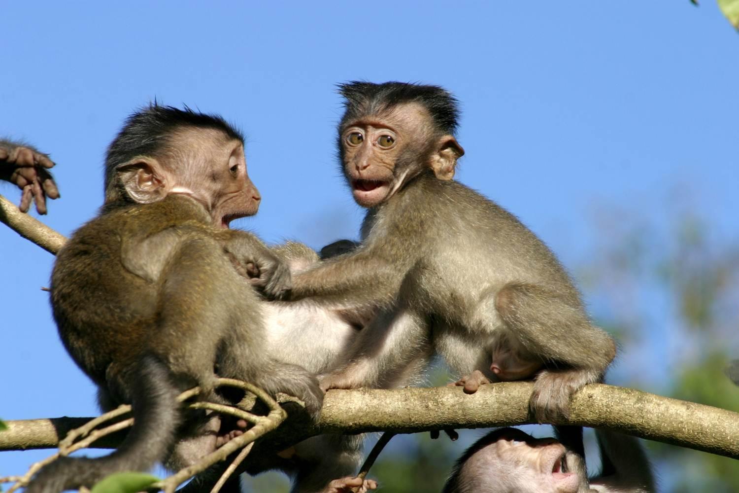 Two young cynomolgus macaques display play face.