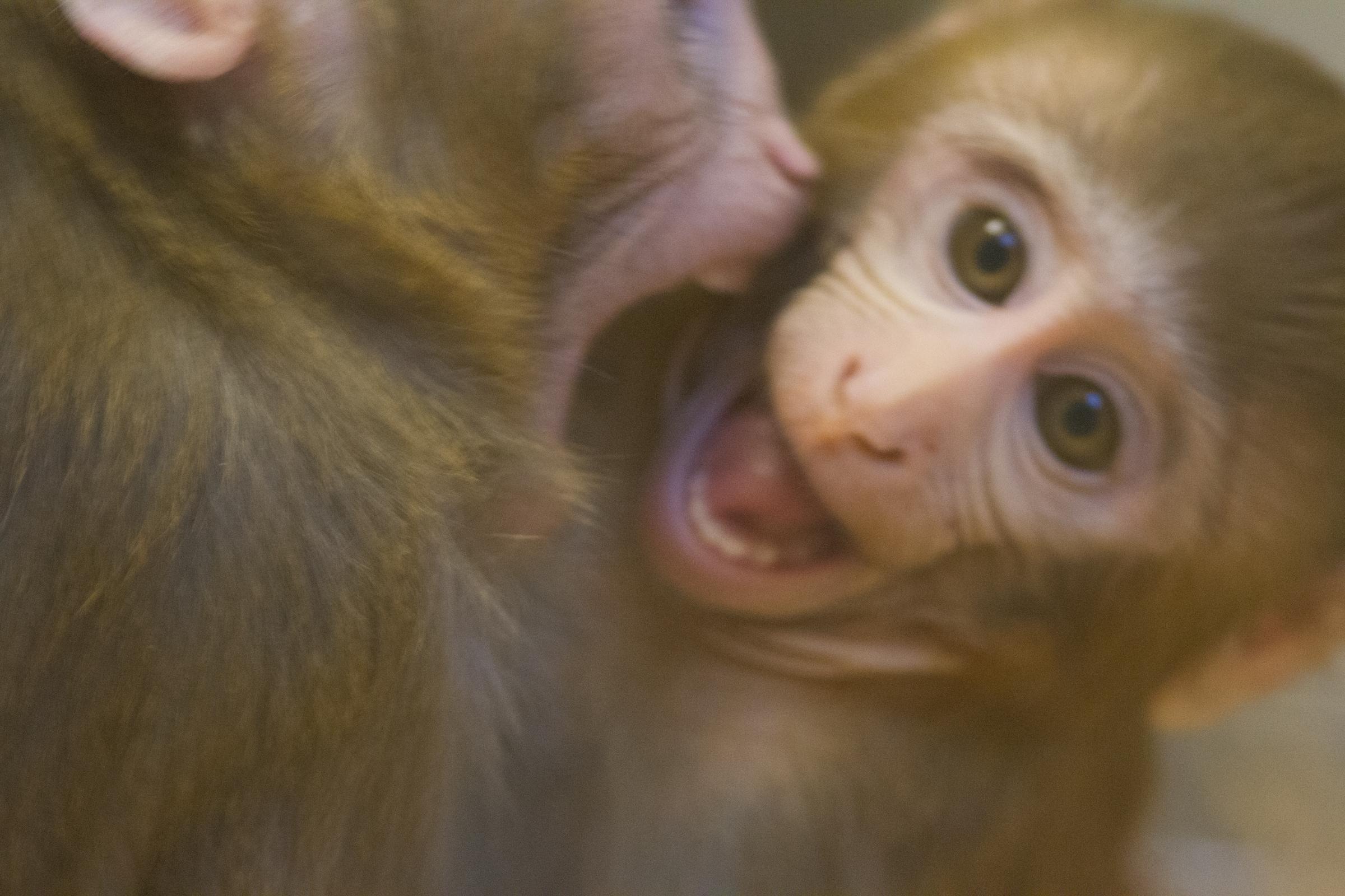 Young rhesus macaque displaying play face