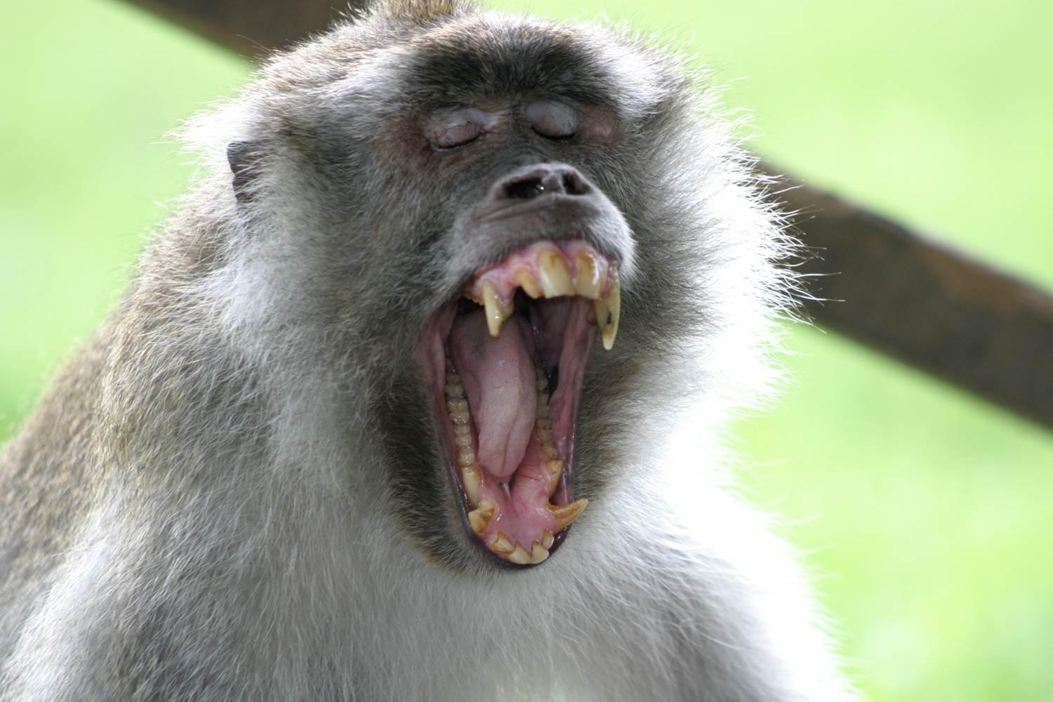 A cynomolgus macaque yawns, displaying its teeth